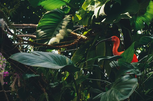 Scarlet Ibis, Trinidad and Tobago’s national bird, Ibis, Trinidad, bird