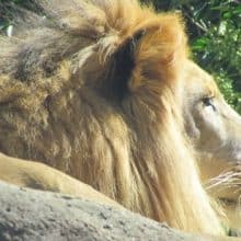 attractions, things to do, Atlanta Zoo