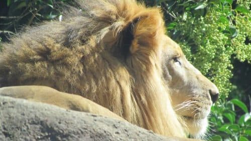 attractions, things to do, Atlanta Zoo