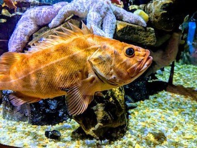 Georgia Aquarium, things to do in Atlanta