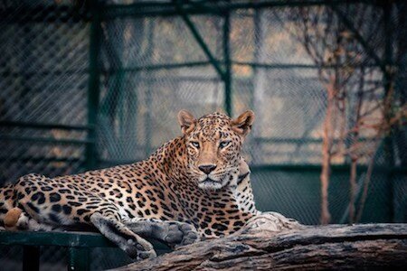 Zoo Atlanta, things to do in Atlanta
